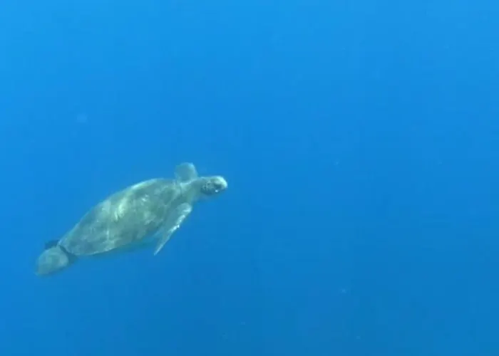 Alojamento de Acomodação e Pequeno-almoço Terrazas Del Sur 2*